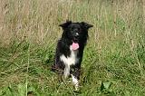 BORDER COLLIE 1481